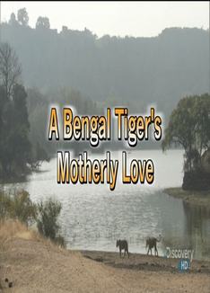 DiscoveryHD - 孟加拉虎的母爱