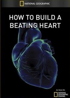 如何制造心脏