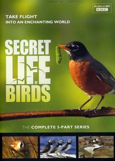 BBC - （合集）鸟的秘密生活