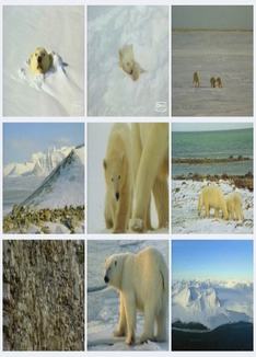 BBC - 北极熊：冰上间谍